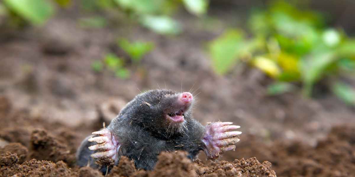 Taupe sortant de terre dans un jardin