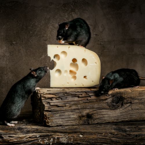 Un rat des champs est-il dangereux ? Risques et précautions