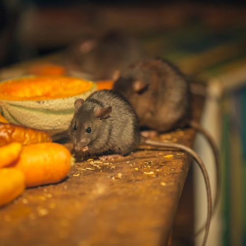 COMMENT SAVOIR SI JE SUIS ENVAHI PAR LES RATS OU LES SOURIS ?