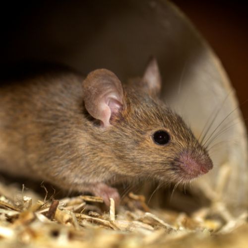 QUELLES SONT LES MALADIES TRANSMISSIBLES PAR LES RATS ?