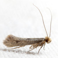 Mite vestimentaire sur tissu en laine