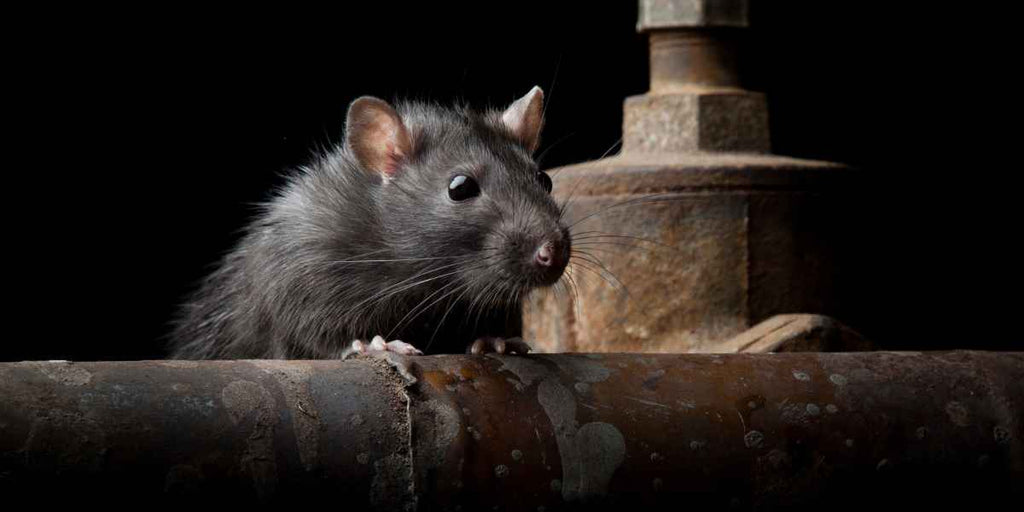 Guide complet pour choisir le meilleur produit anti rat : Comment protéger efficacement votre maison