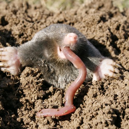 Taupe dans son jardin - que mangent les taupes