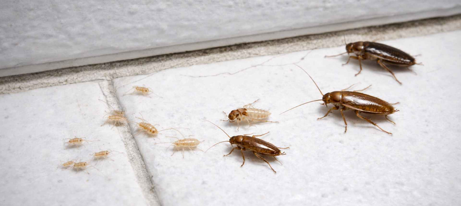 Bébés cafards de différentes tailles sur carrelage blanc - identification bébé cafard SPARIL