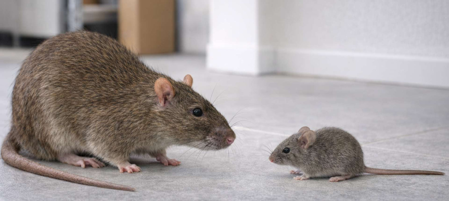 Comparaison taille rat brun et souris grise face à face - article rat ou souris SPARIL