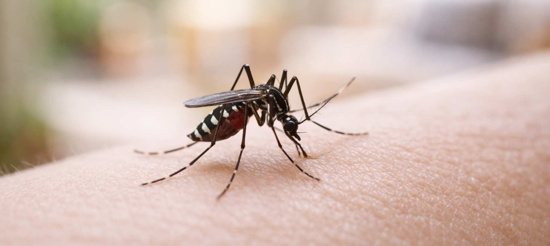Moustique tigre piquant la peau - collection anti-moustiques SPARIL