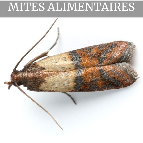 Anti mites alimentaires