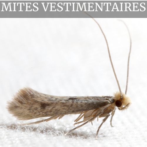 PIEGES A MITES VETEMENT
