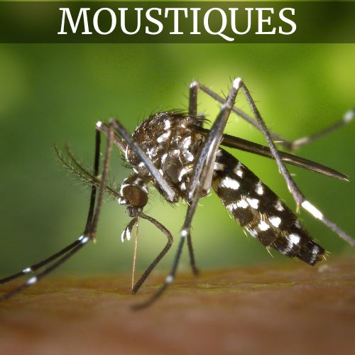 Anti Moustiques