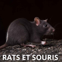 PIEGES A RAT ET SOURIS