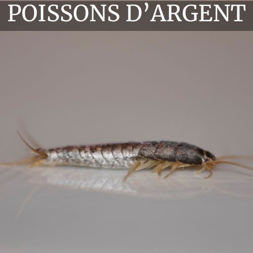 Anti poisson d’argent
