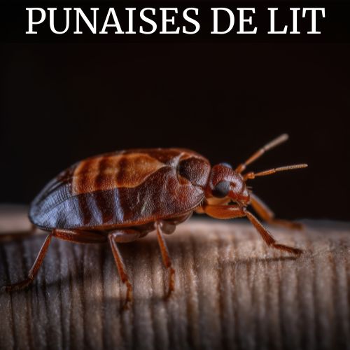 PIEGES A PUNAISE DE LIT