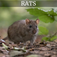 PIEGES A RAT ET SOURIS