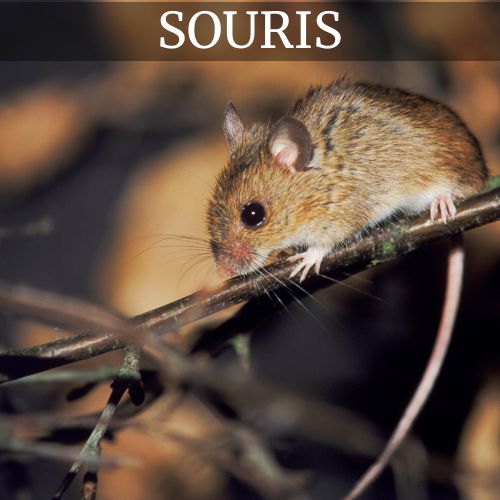 Anti Souris