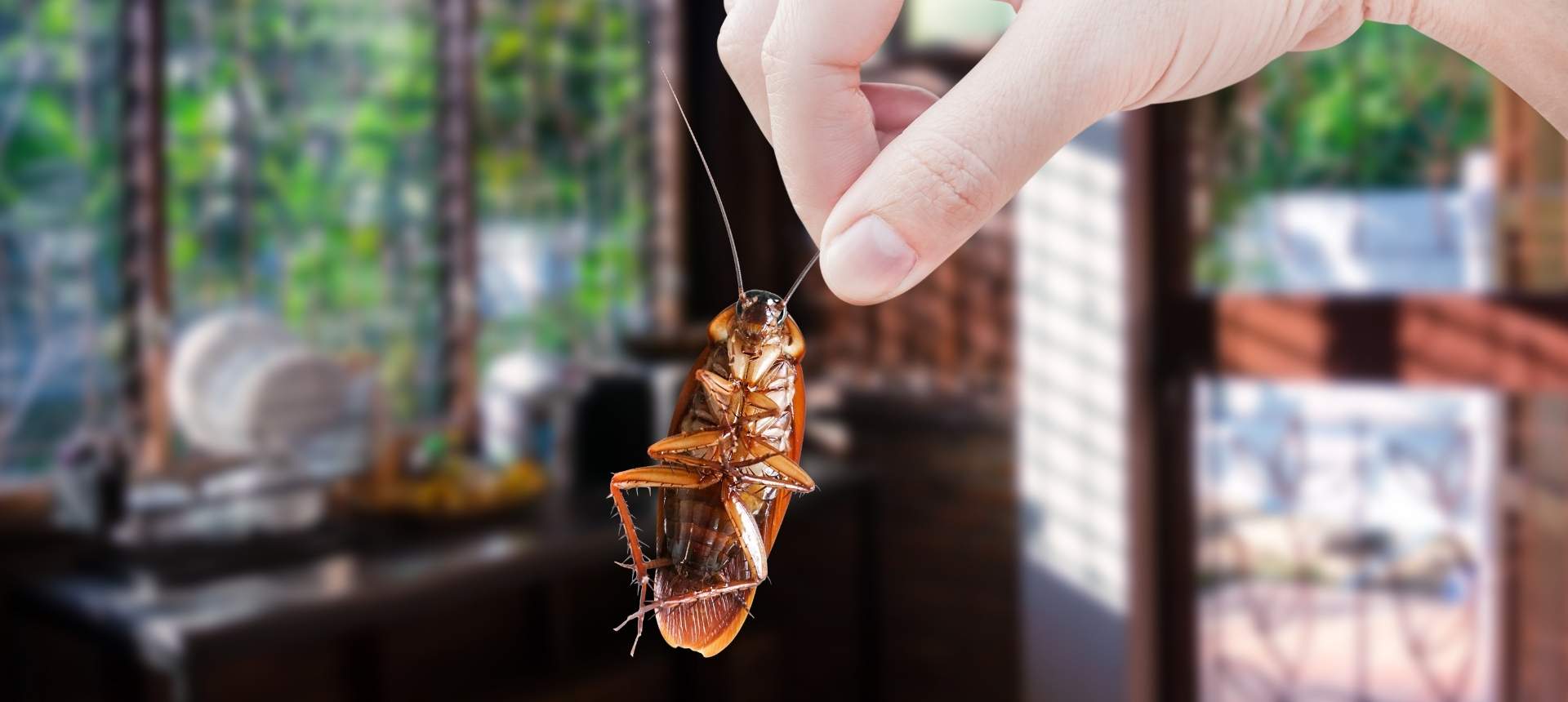 Cafard attrapé par les antennes dans une cuisine
