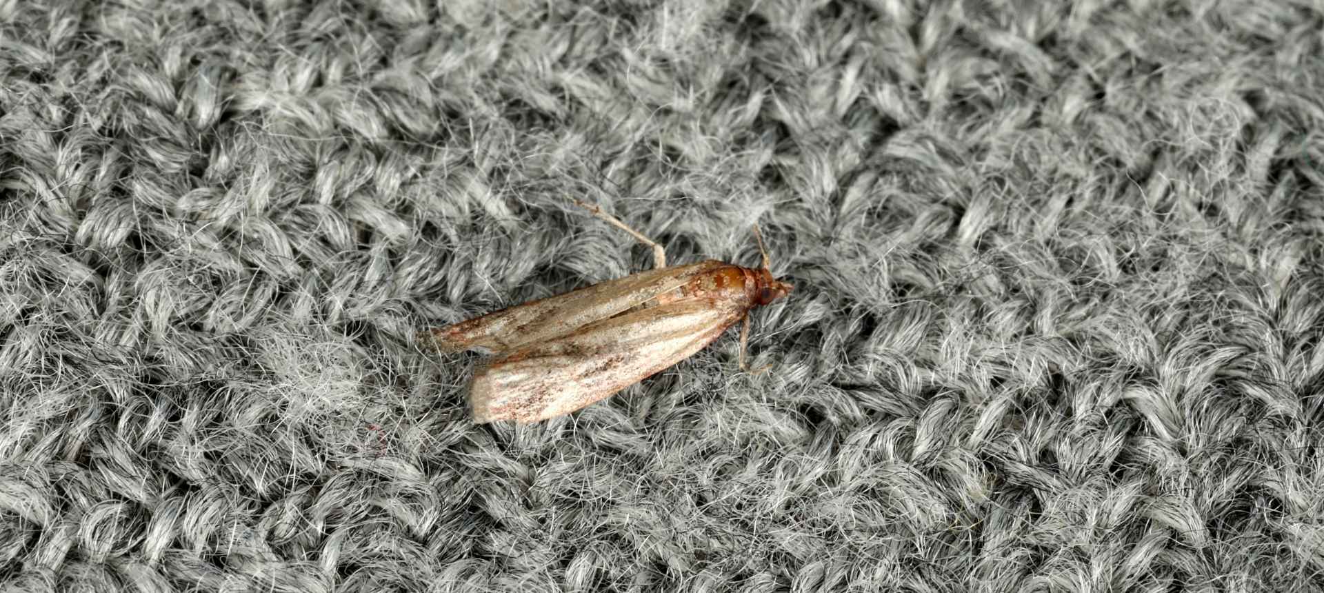 Mite vestimentaire posée sur un pull en laine grise