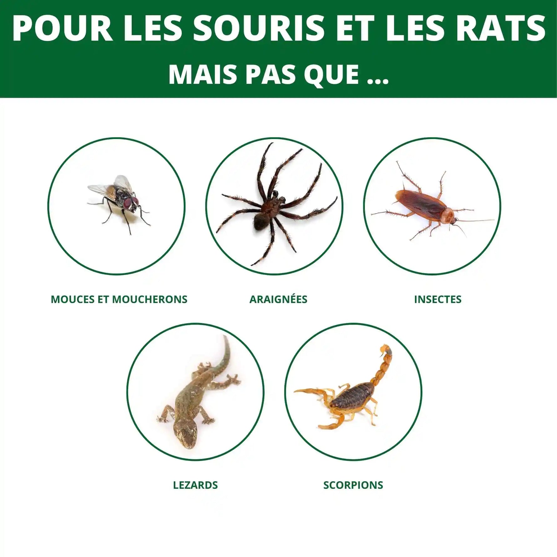 Piège à glu SPARIL pour souris, rats, mouches, araignées, insectes
