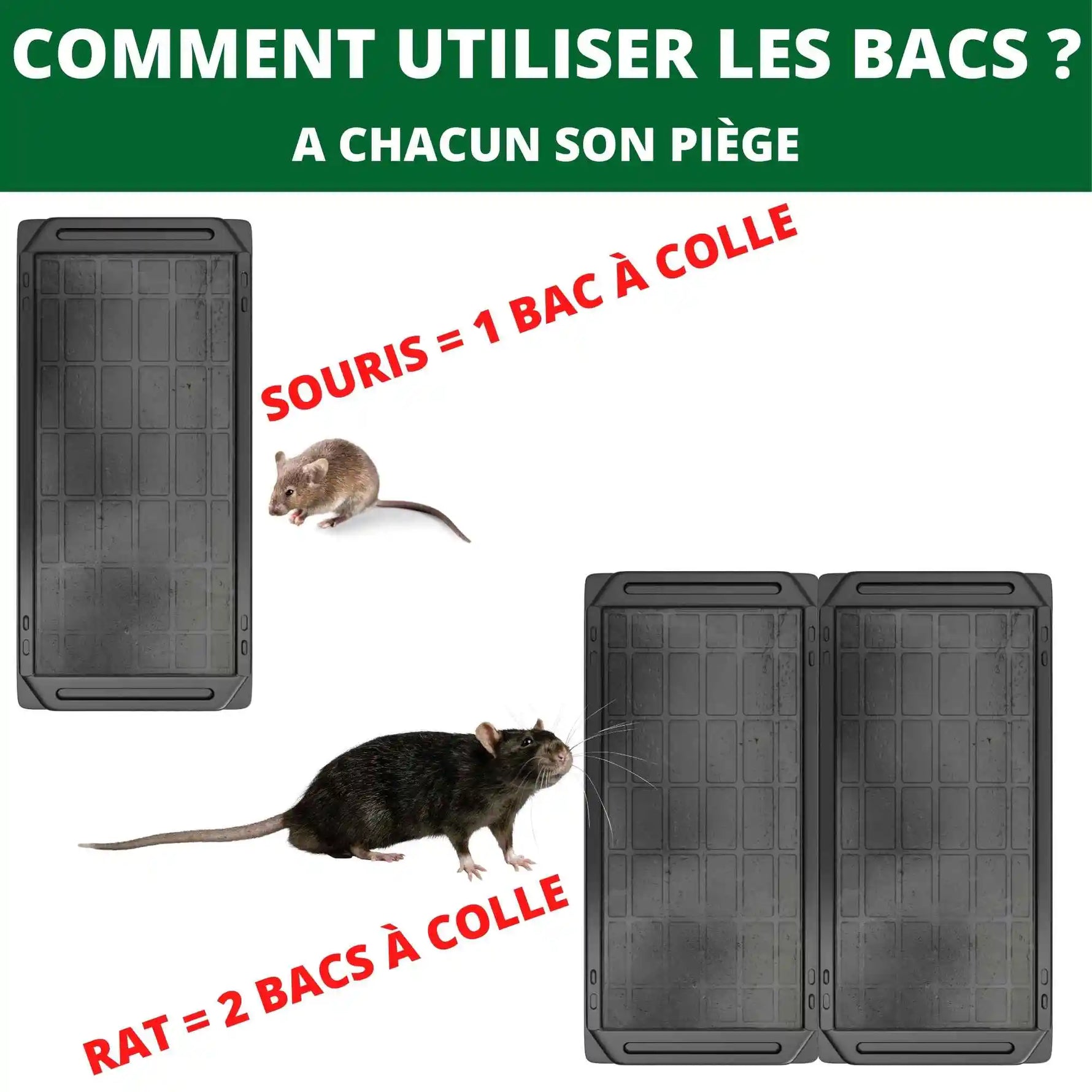 Comment utiliser le piège à glu : 1 bac pour souris, 2 bacs pour rat

