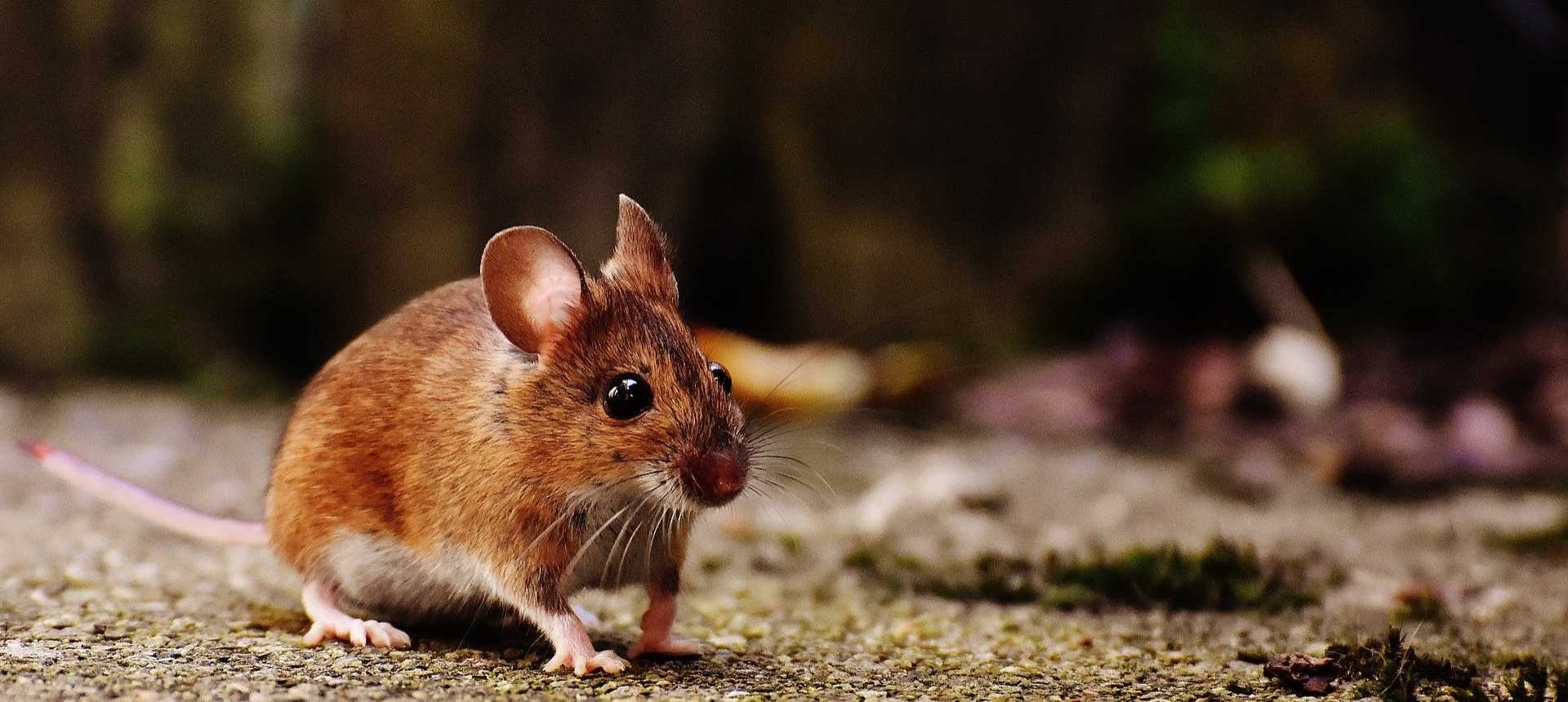 Souris des champs en gros plan sur le sol d'un jardin