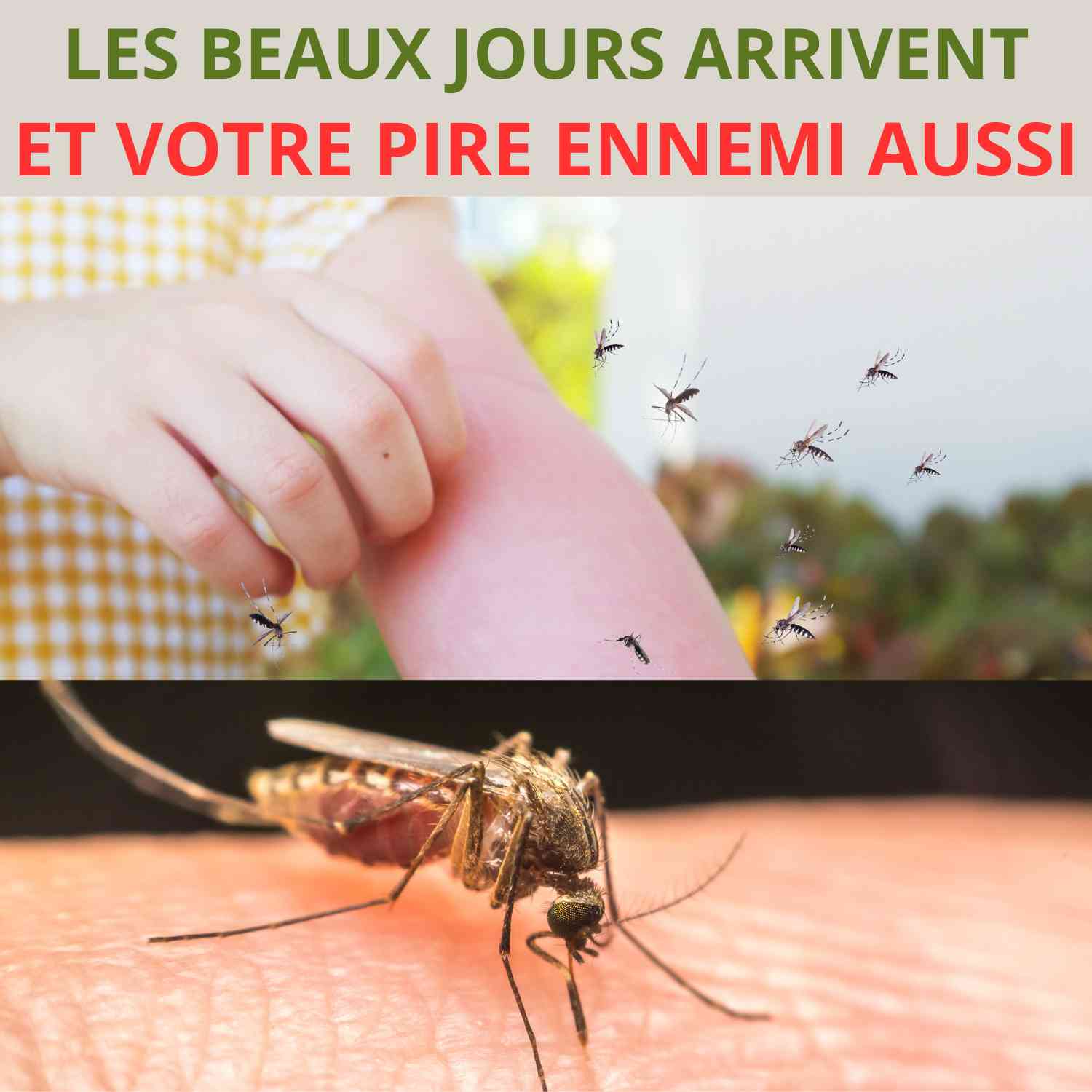 Les beaux jours arrivent et les moustiques aussi

