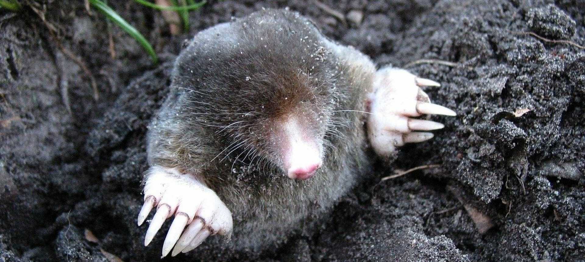 Taupe sortant de terre avec ses griffes de fouisseur